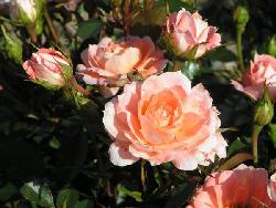 Flower Power�